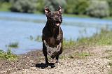 STAFFIE 150